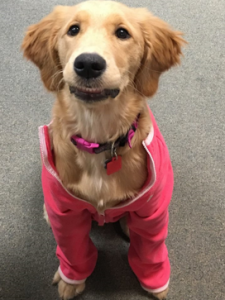 Golden retriever dressed in a pink jumpsuit sitting