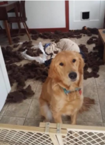 Golden retriever sitting in front of a mess